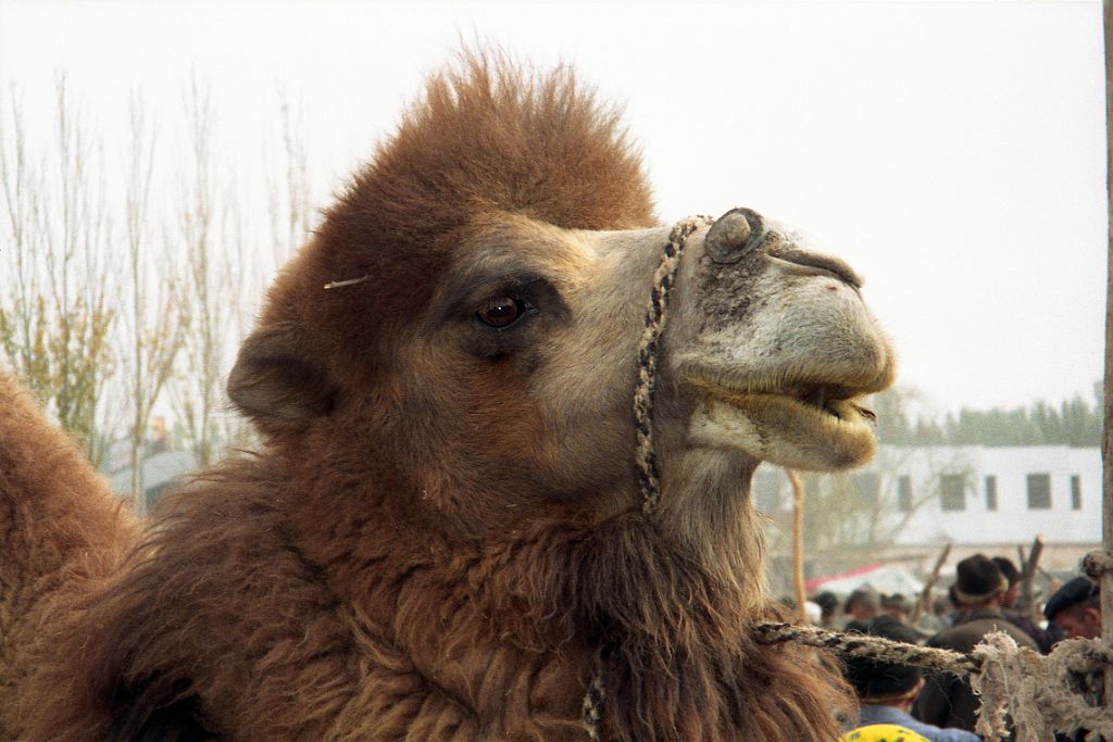 55 Kashgar Sunday Market 1993 Camel Close Up In Animal Market